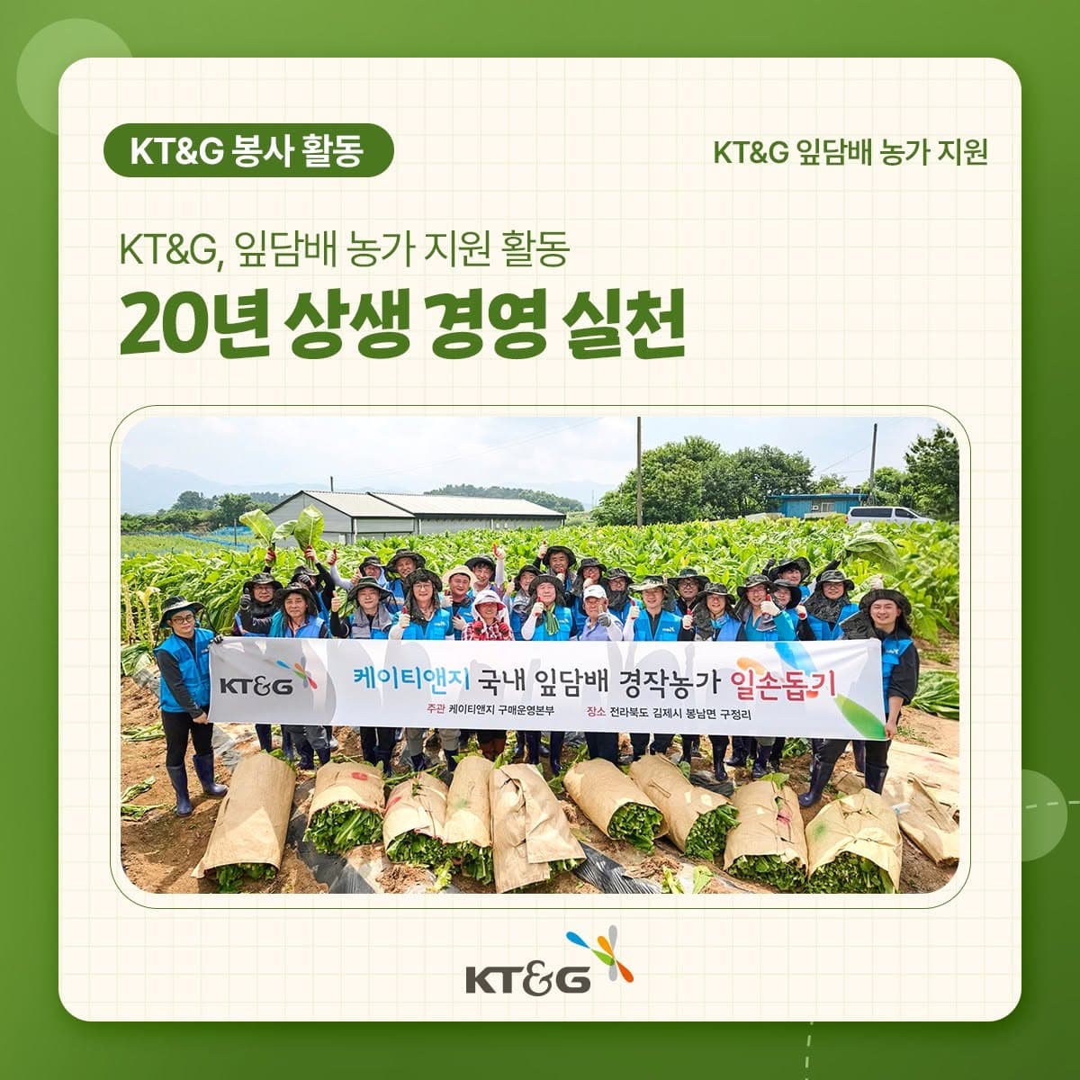 KT&G가 바쁜 수확철을 맞아 담배 농가 돕기에 나섰습니다.